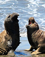 Two elephant seals having a heated discussion?