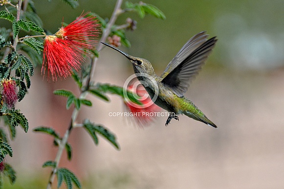 Hummingbird and Fairy Duster