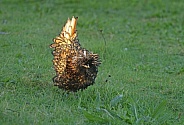 Golden Polish Cockerel