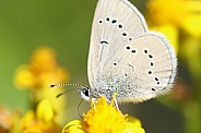 Blue Skipper 2 butterfly
