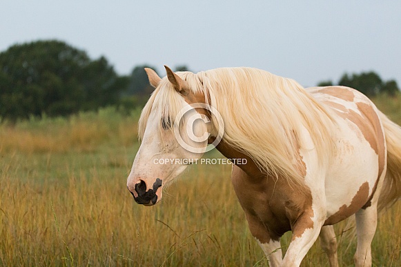 Paint Pony Paint Pony