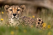 Cheetah Lying In Grass