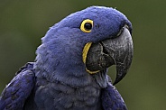 Hyacinth Macaw Face Shot Close Up