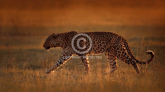 African leopard female pose in beautiful evening light