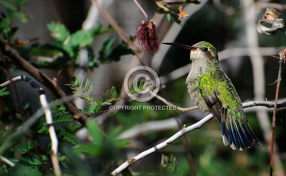 Hummingbird - Coquettish Broad-billed Female