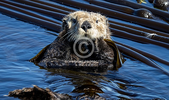 Sea Otter floating