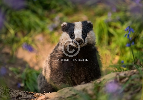 European Badger
