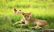 Lion Next to Road in Savuti