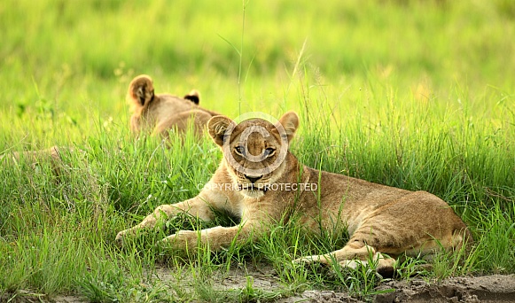Lion Next to Road in Savuti Lion Next to Road in Savuti