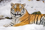Amur Tiger