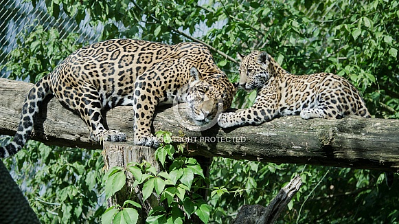 Jaguar and Jaguar cub