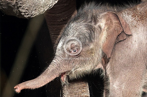 Young elephant (Elephas maximus)