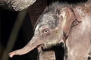 Young elephant (Elephas maximus)