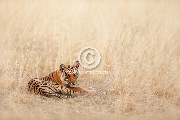 Beautiful tiger in the nature habitat. Tiger pose in amazing light. Wildlife scene with wild animal. Indian wildlife. Indian tiger. Panthera tigris tigris.