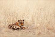 Beautiful tiger in the nature habitat. Tiger pose in amazing light. Wildlife scene with wild animal. Indian wildlife. Indian tiger. Panthera tigris tigris.