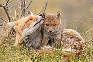Red fox cubs