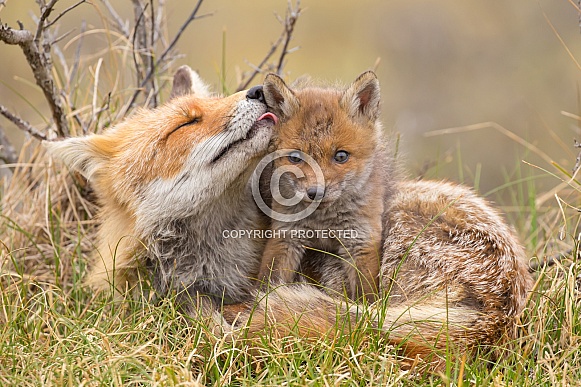 Red fox cubs