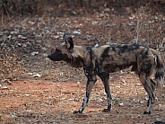African Wild Dog (Painted dog)