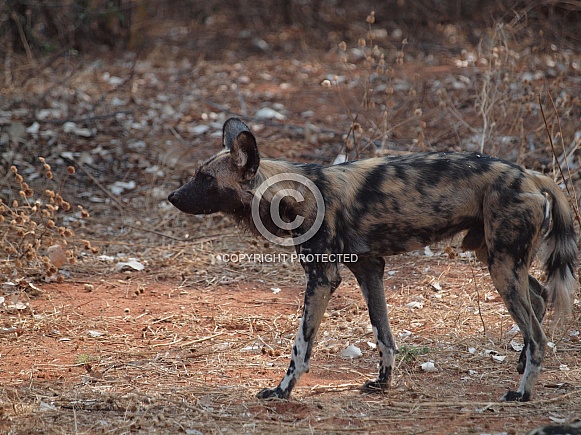 African Wild Dog (Painted dog) African Wild Dog (Painted dog)