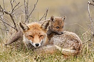 Red fox cubs in there natural habitat