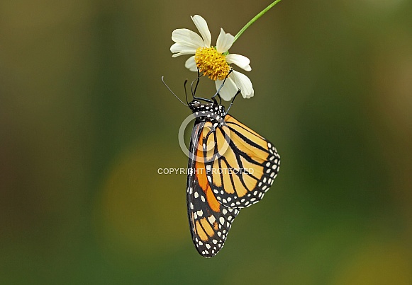Monarch Monarch