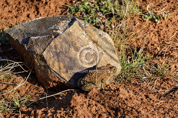 Karoo Toad