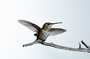 Immature male Rufous hummingbird, Selasphorus rufus