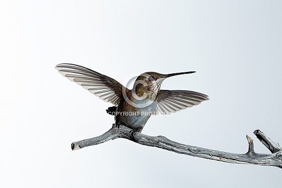 Immature male Rufous hummingbird, Selasphorus rufus