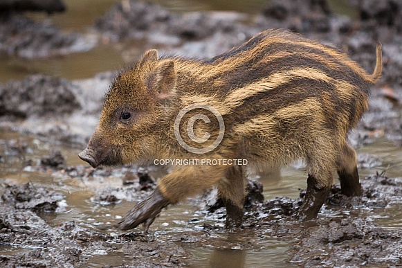 Wild boar