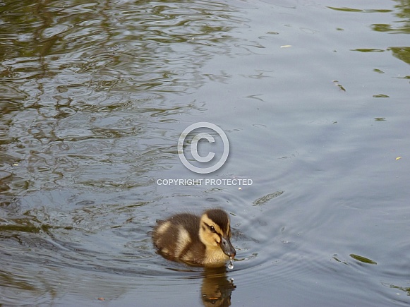 Mallard Duckling