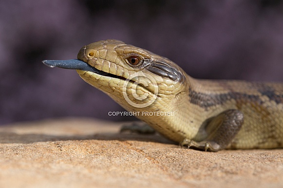 Blue tongue lizard (Juvenile)