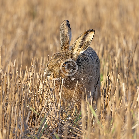 Brown Hare