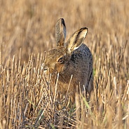 Brown Hare