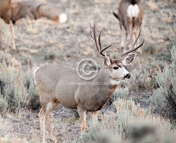 Wild Mule Deer Bucks