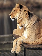 African Lionesses