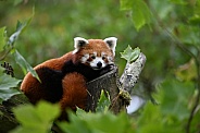 Resting red panda