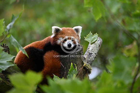 Resting red panda