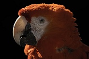 Scarlet Macaw Close Up Black Background