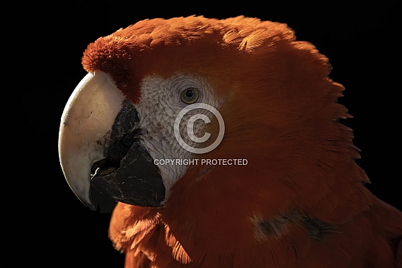 Scarlet Macaw Close Up Black Background