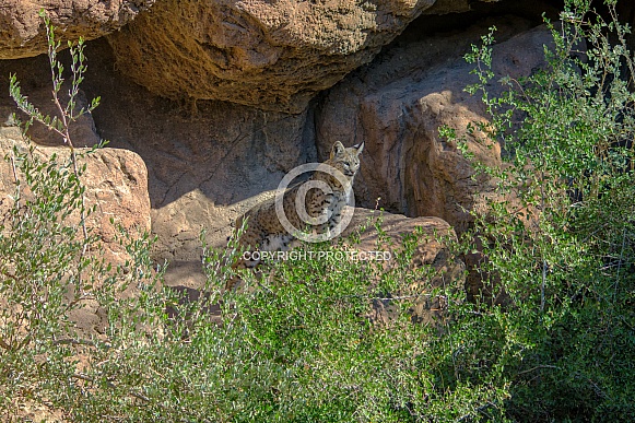 Bobcat Point Bobcat Point