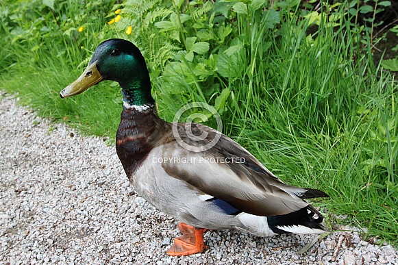 Male Mallard Duck