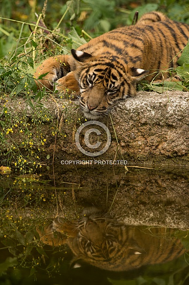 Lazing Sumatran Tiger Cub