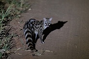 Cape Genet cat during a night wildlife game drive