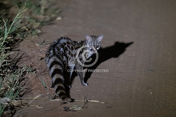 Cape Genet cat during a night wildlife game drive