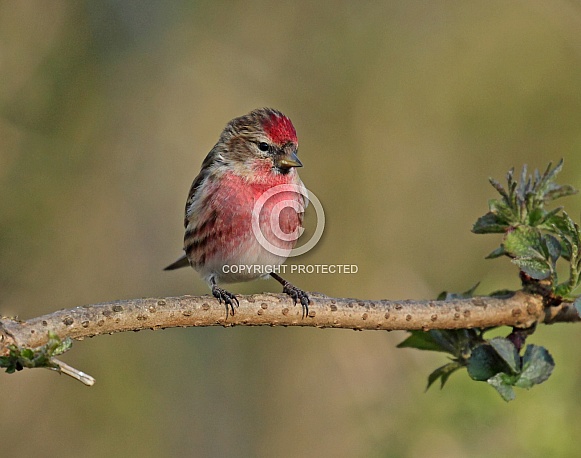 Common Redpoll Common Redpoll