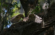 Great horned owl adult (bubo virginianus) flying towards camera from oak tree