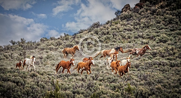 Wild Horse—Steens Mountains Oregon
