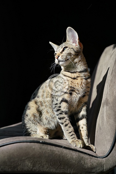 Savannah Cat