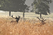 Red Deer Stag