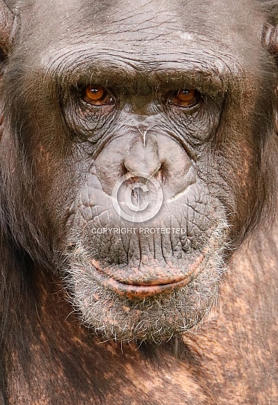 Chimpanzee Chimpanzee